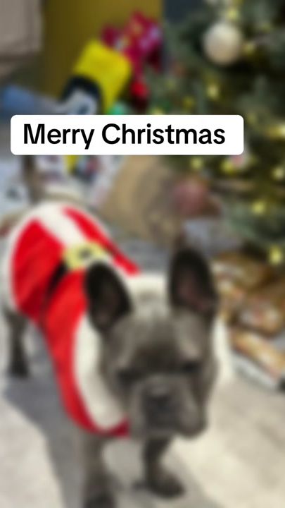 TikTok video thumbnail by otisandgigithefrenchies