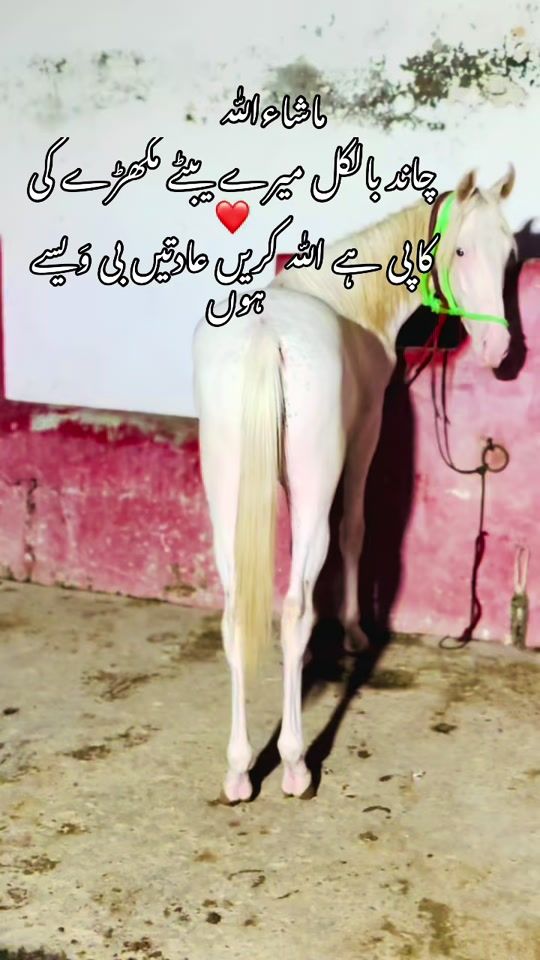 TikTok video thumbnail by rana.zain.zargar957