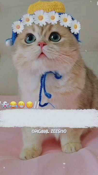 TikTok video thumbnail by original_zeesho