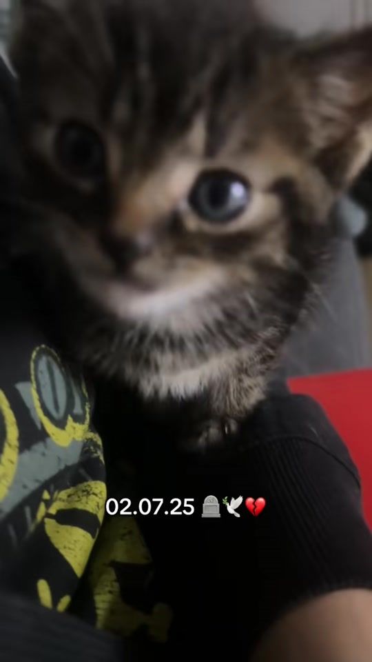 TikTok video thumbnail by jxss.17