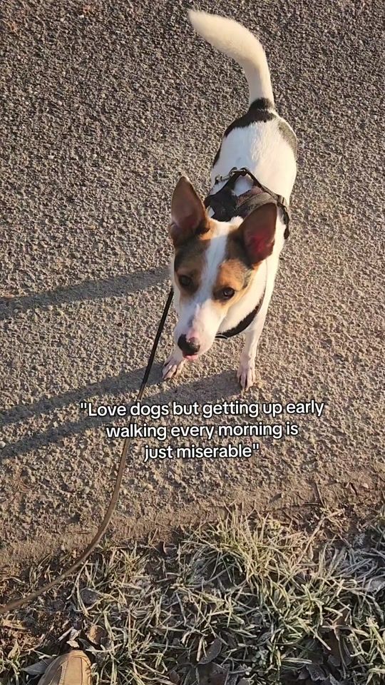 TikTok video thumbnail by rescuedogagility