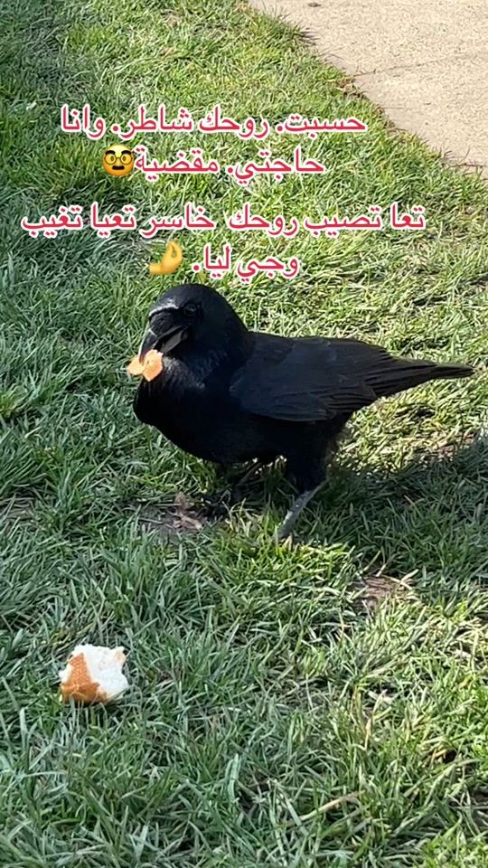 TikTok video thumbnail by raylasuisse