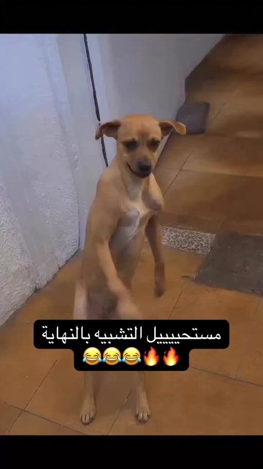 TikTok video thumbnail by mahmodkhalifaa