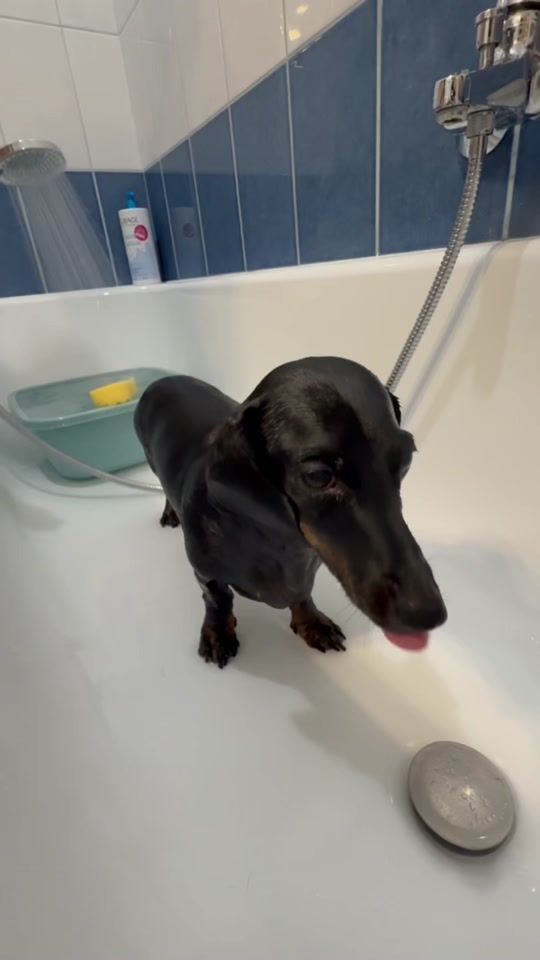 TikTok video thumbnail by pajti_the_dachshund