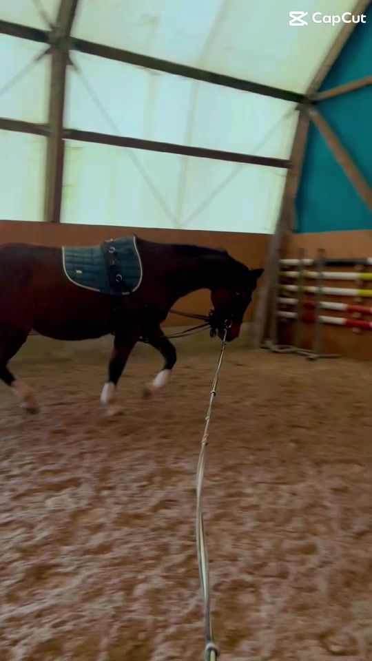 TikTok video thumbnail by equi.saskia