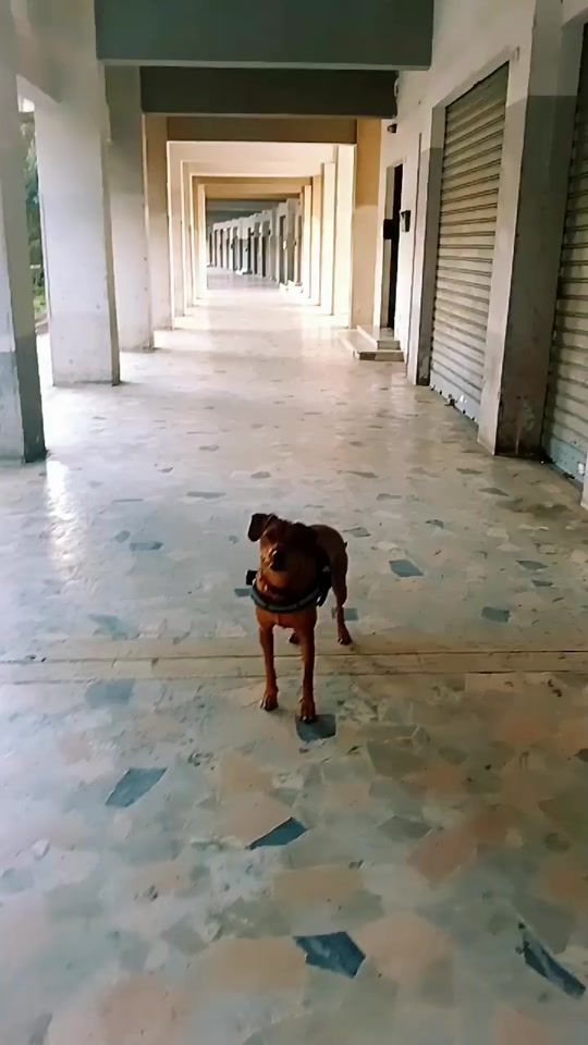 TikTok video thumbnail by maxbea79