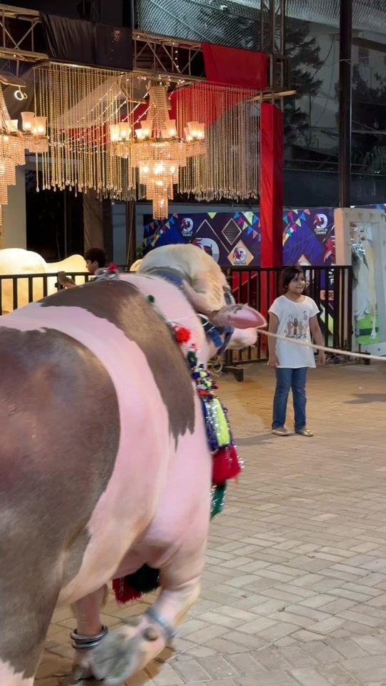 TikTok video thumbnail by d_cattle_farm
