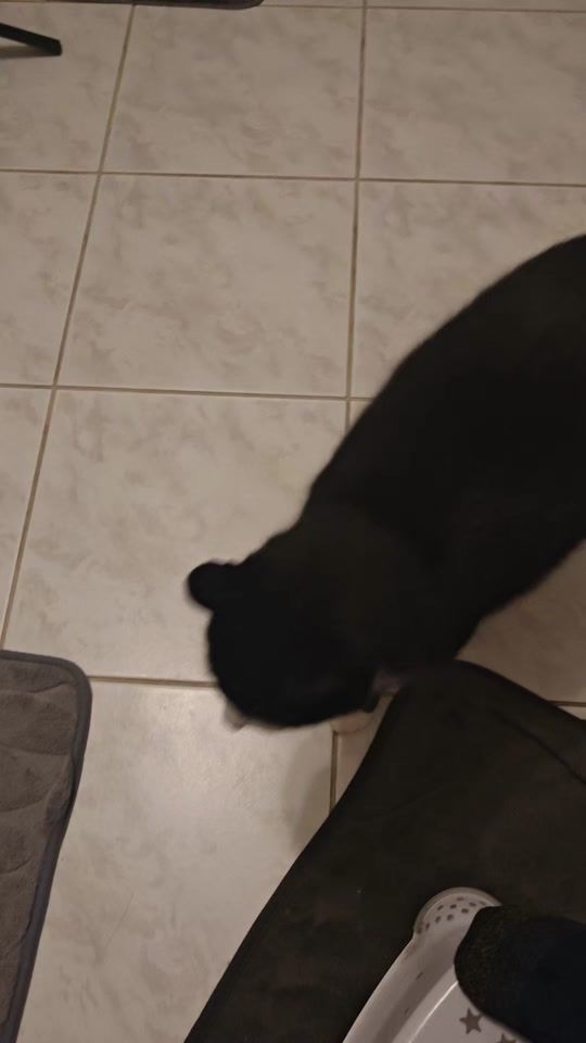 TikTok video thumbnail by octaviaegon