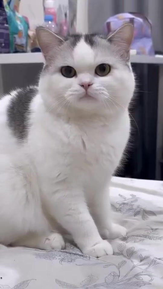 TikTok video thumbnail by ionflorea788