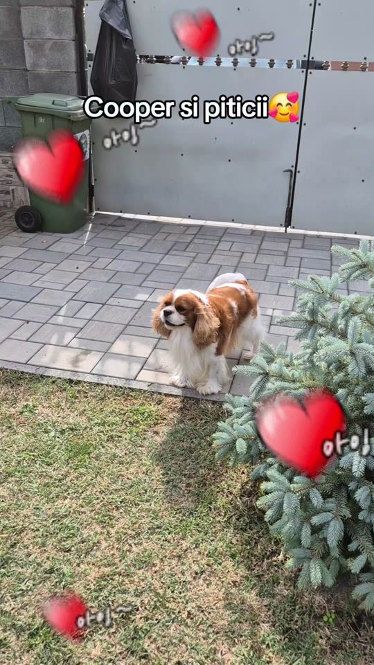 TikTok video thumbnail by cavalierkingromania