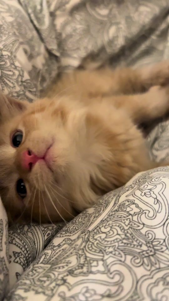 TikTok video thumbnail by pamuloku