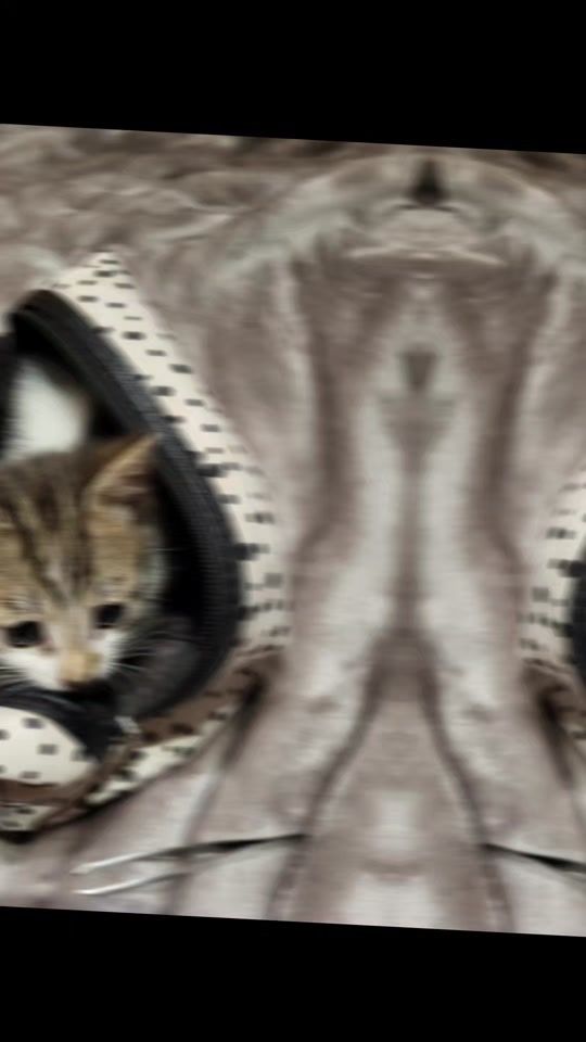 TikTok video thumbnail by tamarus123