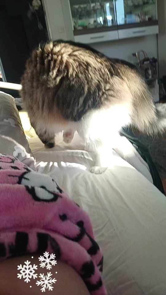 TikTok video thumbnail by beautiful.cat89