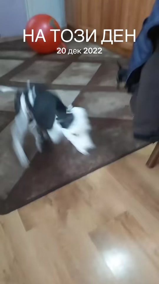 TikTok video thumbnail by iveto_iveto123