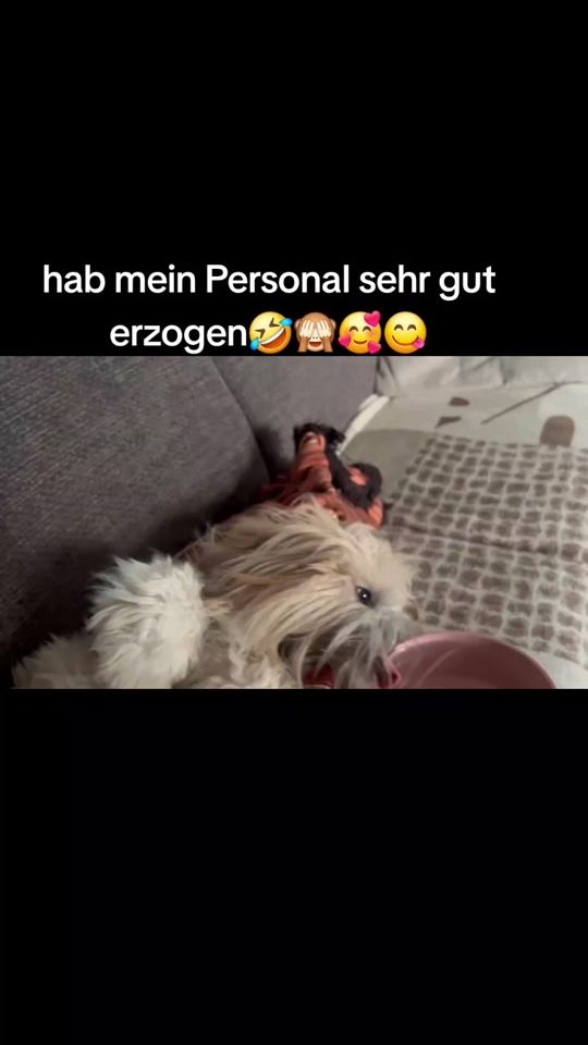 TikTok video thumbnail by lenischriefer
