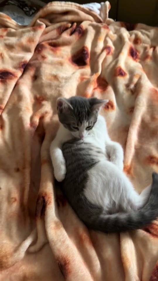 TikTok video thumbnail by raviolo13