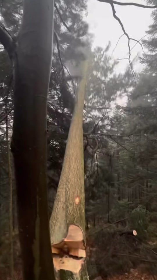TikTok video thumbnail by stihlms462mronik4