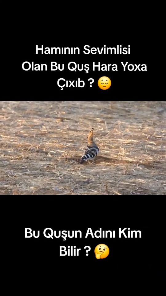 TikTok video thumbnail by dekorativ.hayvanlar