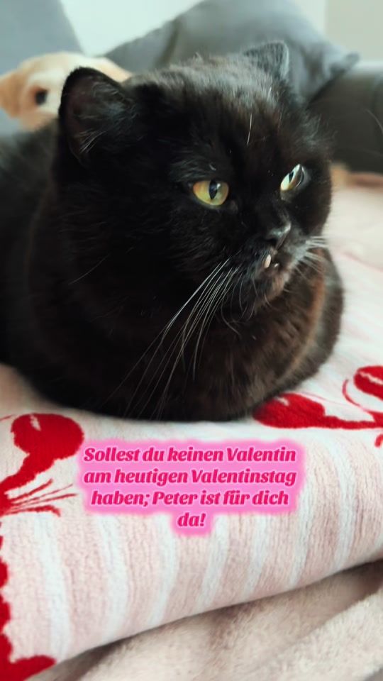 TikTok video thumbnail by mamskiofcats