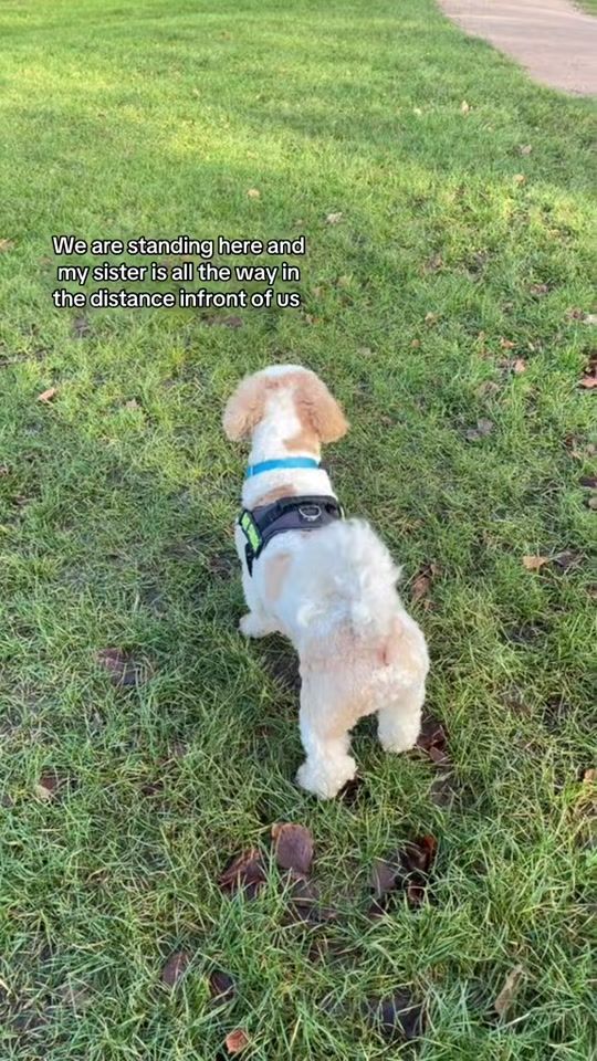 TikTok video thumbnail by mycavachon