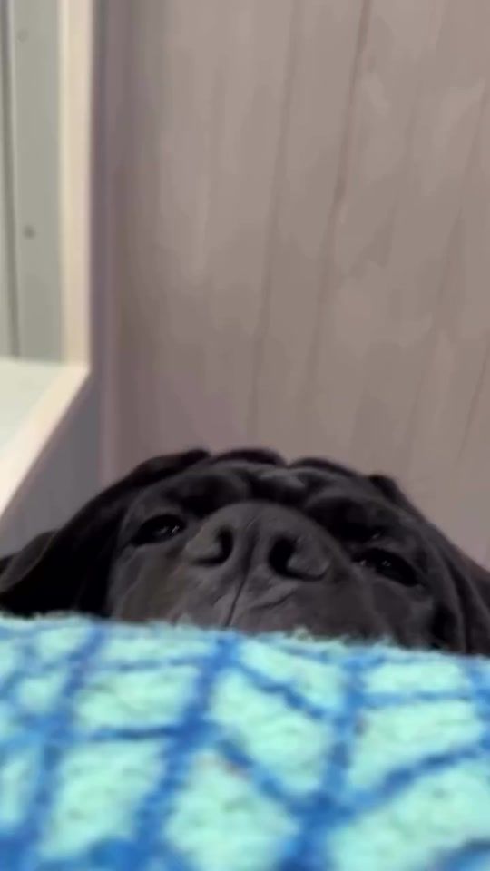 TikTok video thumbnail by anonymouschienworld