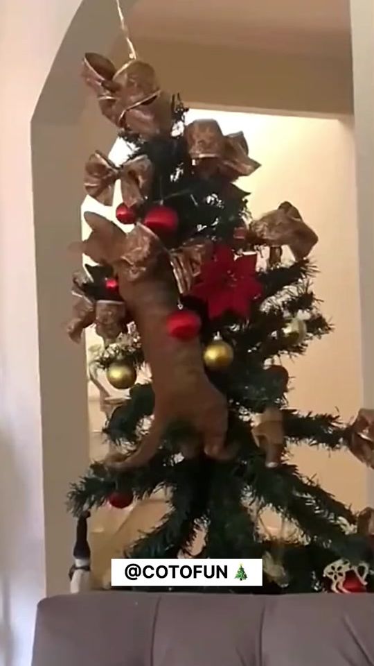 TikTok video thumbnail by cotofun