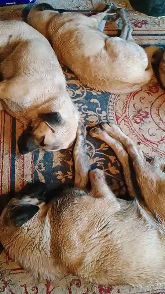 TikTok video thumbnail by leonora.dogs