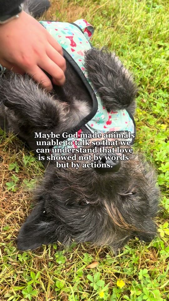 TikTok video thumbnail by loveunderdogs
