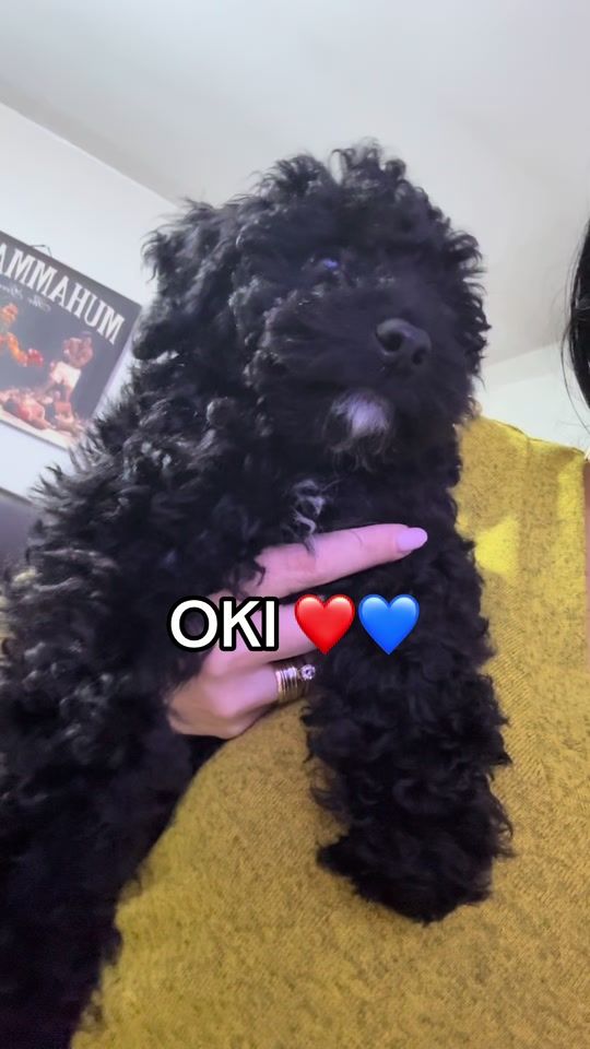 TikTok video thumbnail by st3fanya