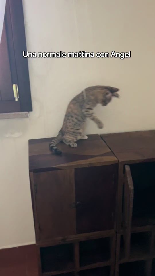 TikTok video thumbnail by veeronicadallavalle