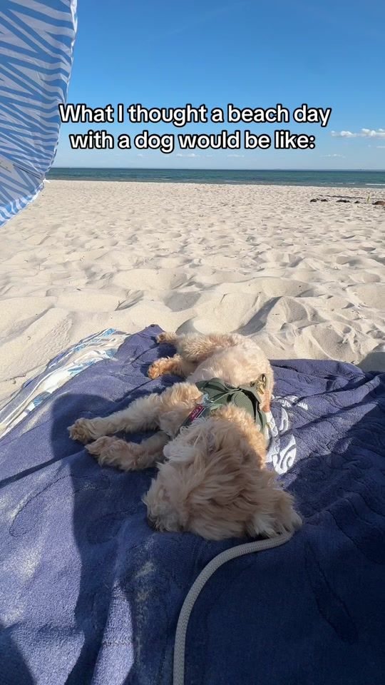 TikTok video thumbnail by miothemaltipoo
