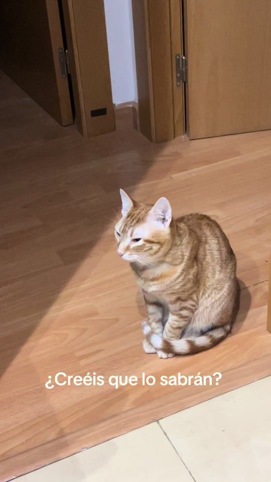 TikTok video thumbnail by sofigat1ta