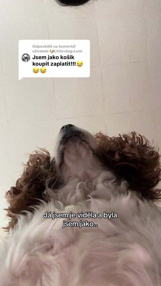 TikTok video thumbnail by petsparadise.cz