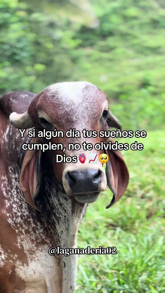 TikTok video thumbnail by laganaderia02