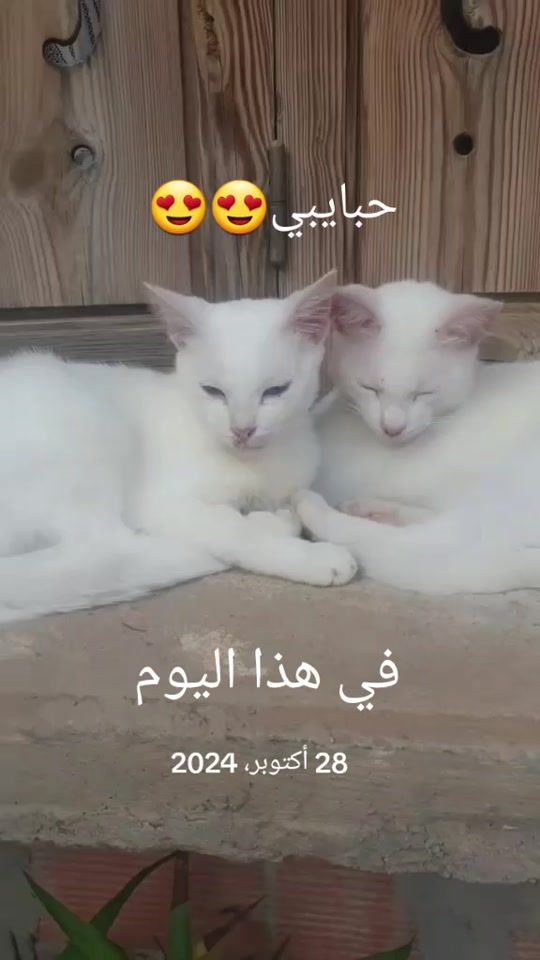 TikTok video thumbnail by sol.vix2