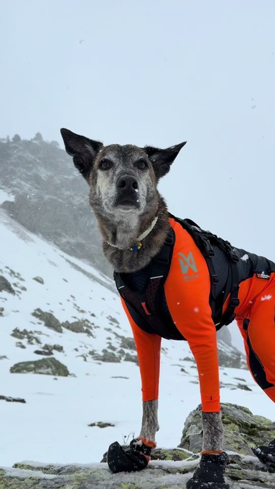 TikTok video thumbnail by _wildpawsadventures