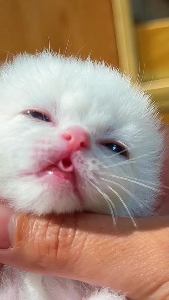 TikTok video thumbnail by animal_planet_today
