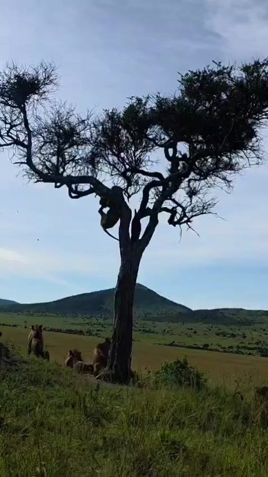 TikTok video thumbnail by albena.benito