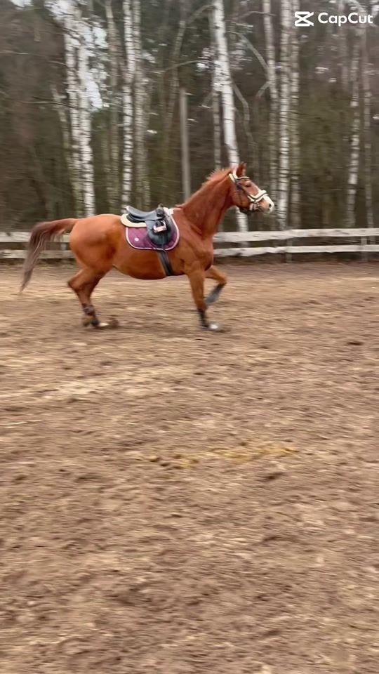 TikTok video thumbnail by equi.saskia