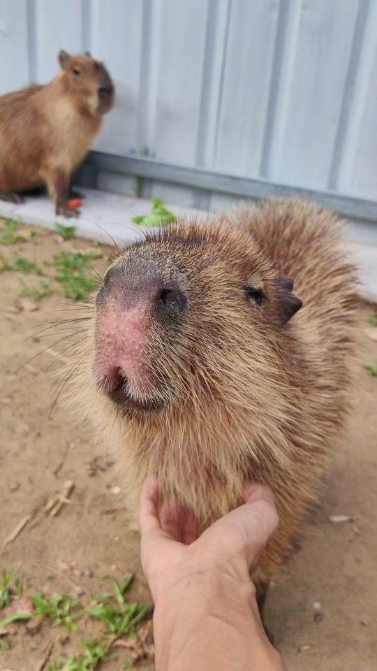 TikTok video thumbnail by capybarahouse.t