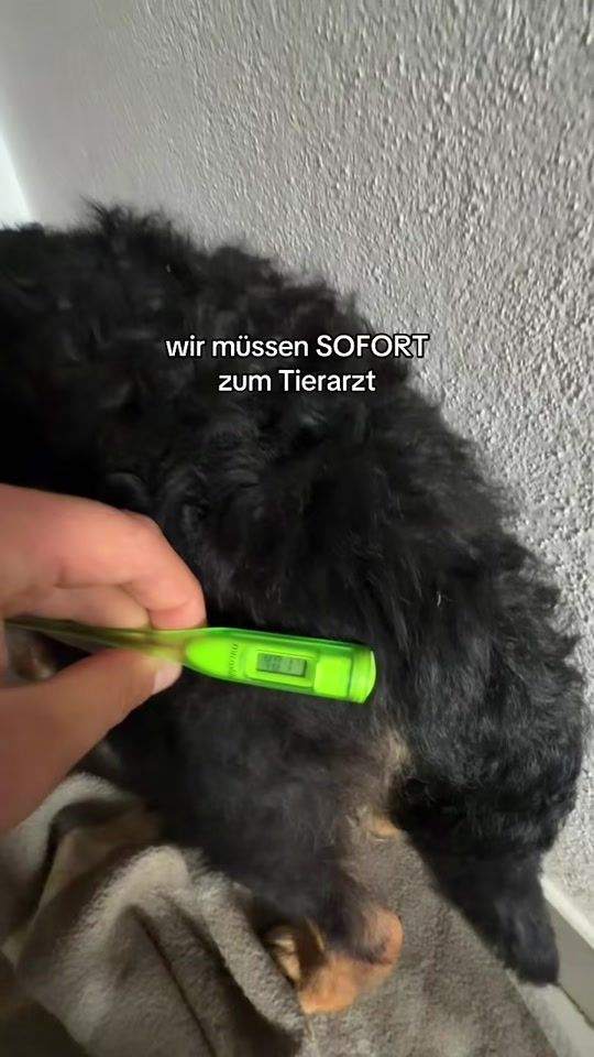 TikTok video thumbnail by natuerlichpatrik