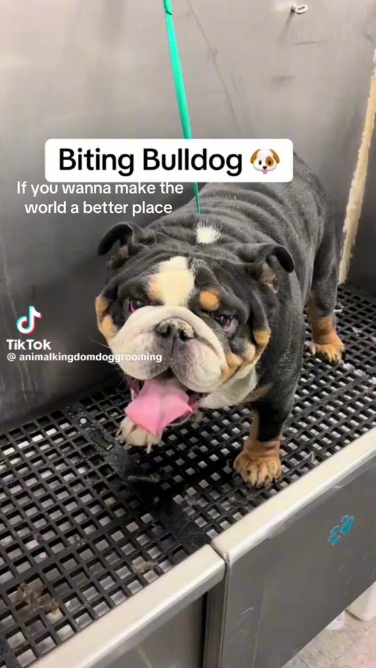 TikTok video thumbnail by dtbulldogs