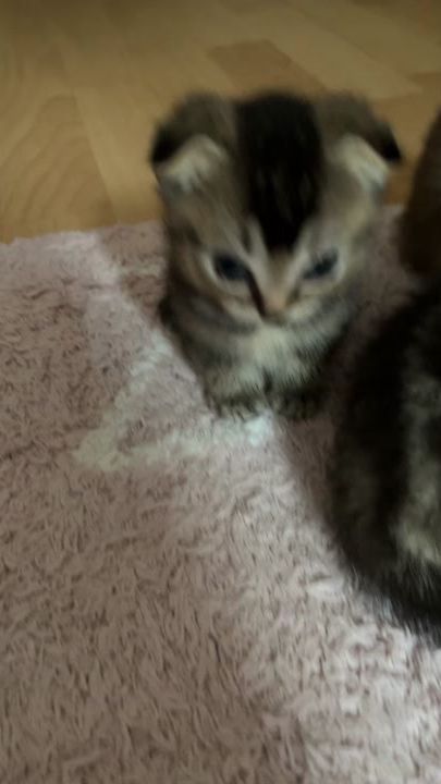 TikTok video thumbnail by zxcdd228