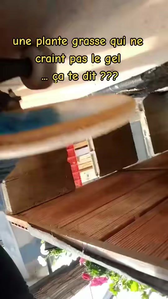 TikTok video thumbnail by serresdugrenouillet