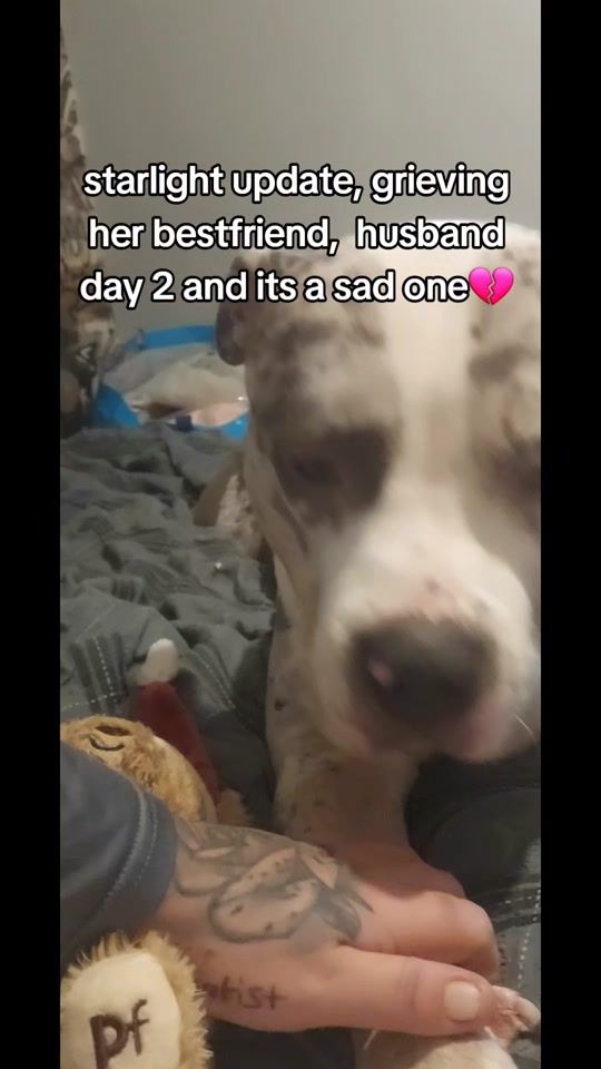 TikTok video thumbnail by starlight_the_xl_bully
