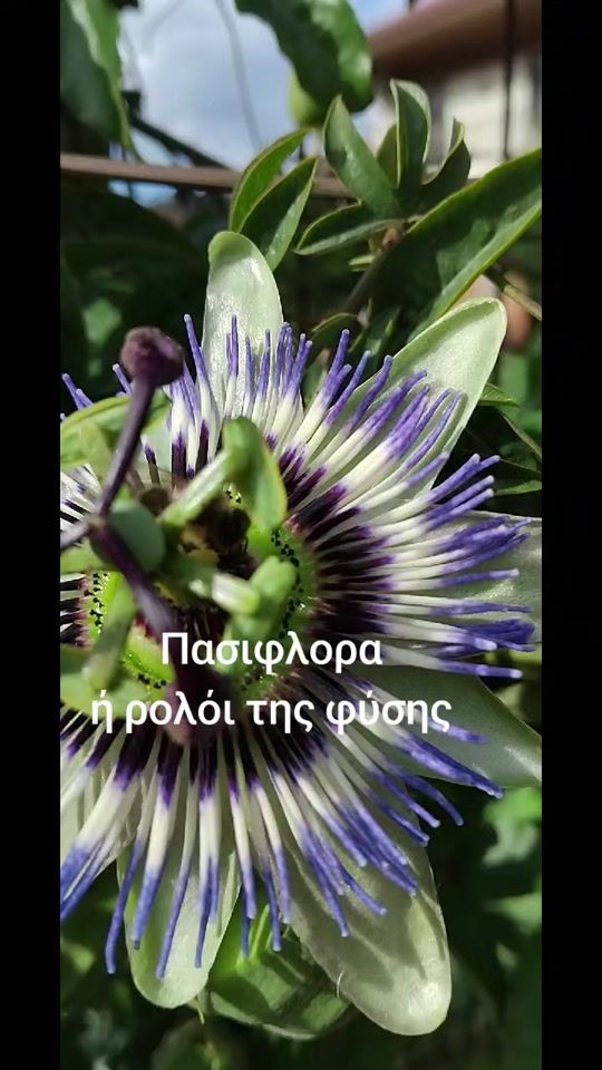 TikTok video thumbnail by giota579