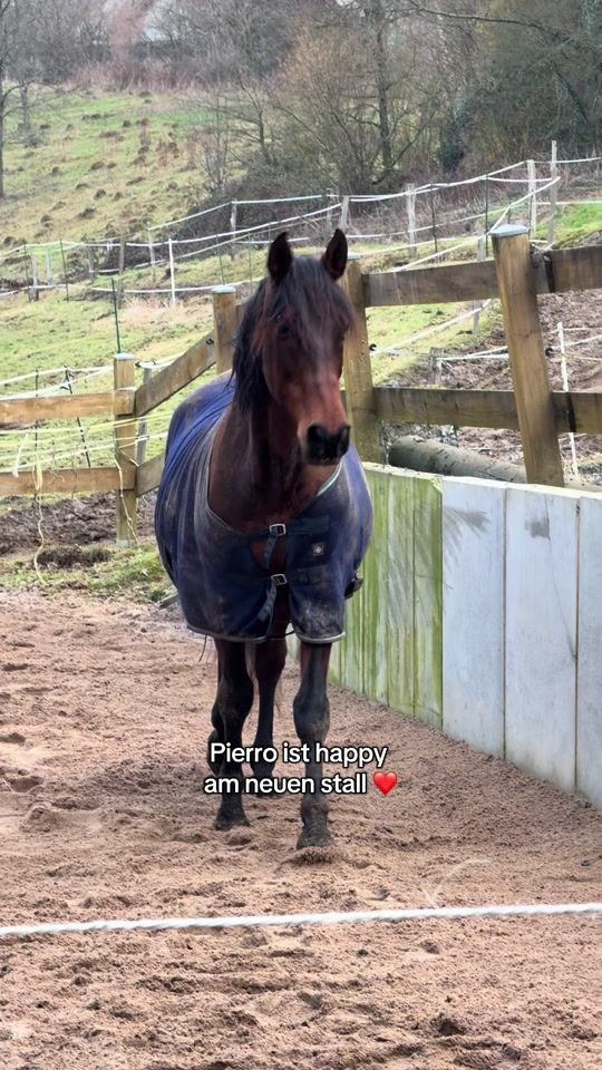 TikTok video thumbnail by steffis.realpetlife