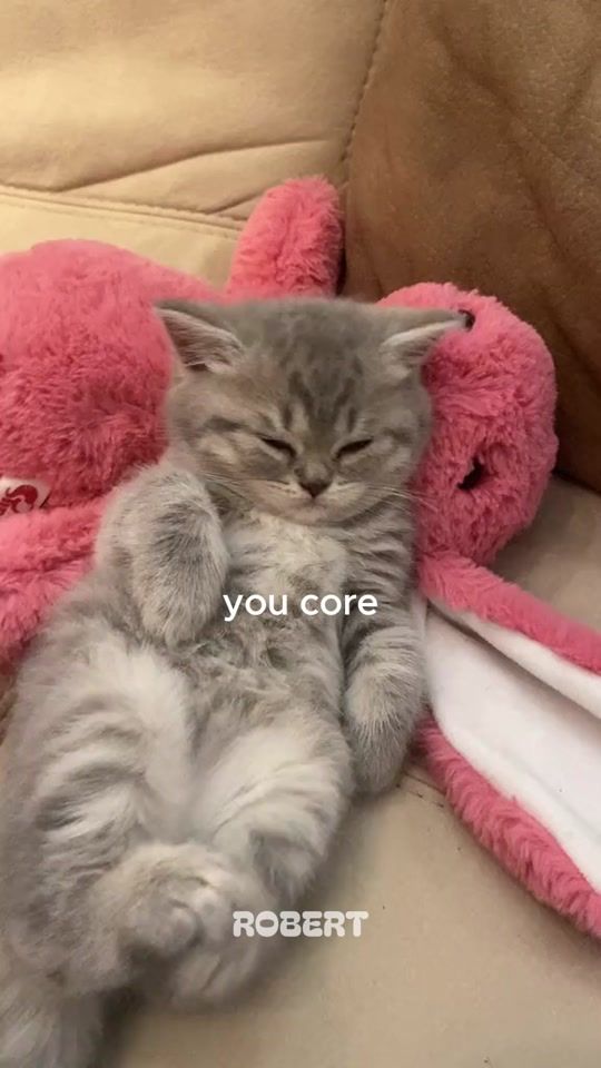 TikTok video thumbnail by robertanimals
