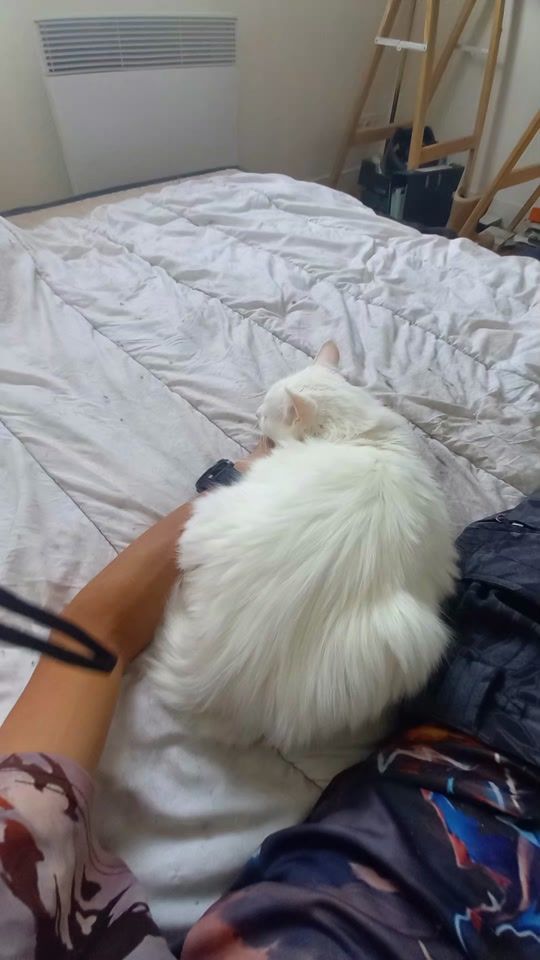 TikTok video thumbnail by anthonitotozini