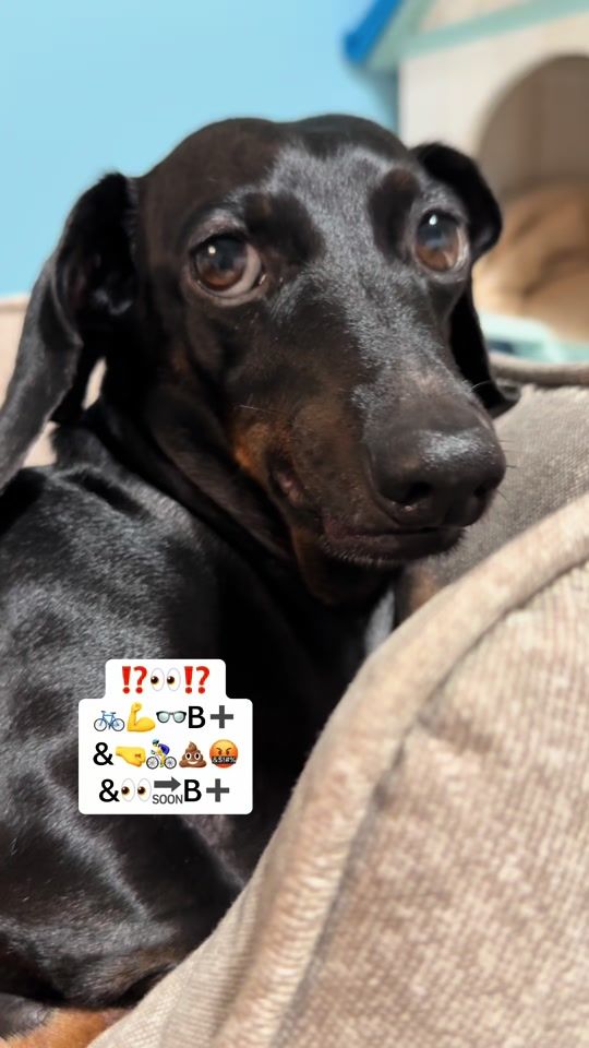 TikTok video thumbnail by pajti_the_dachshund